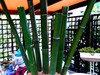 Vendita canne bambù