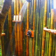 Canne bambù bambu