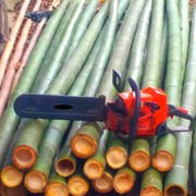 Vendo canne bambù